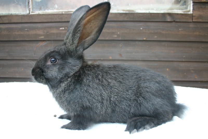 for sale yellow continental giant rabbit babies Reptile Forums
